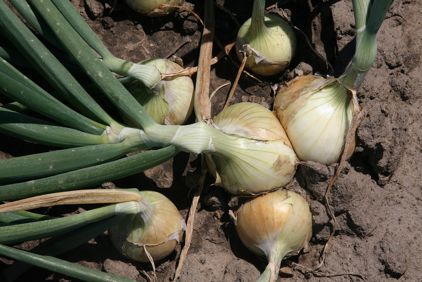 Triple digit Temperatures Hit Walla Walla Onions Community Produce News