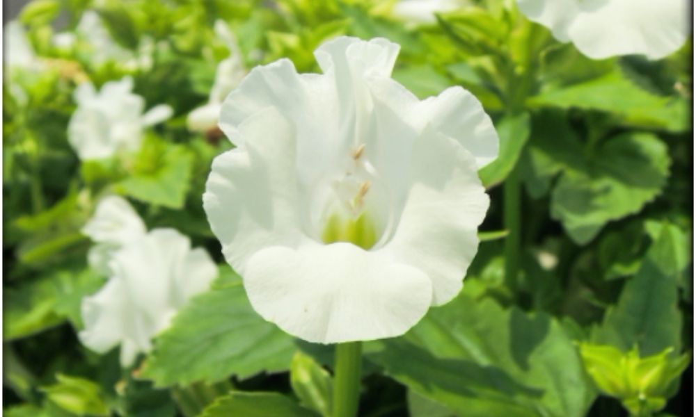 flower image Torenia Summery Love Pure White F1