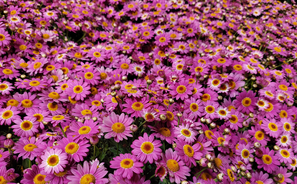 Madeira Deep Pink - Suntory Flowers
