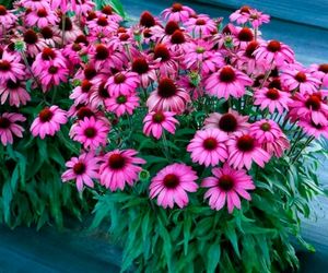 Terre Nova PRIMA Berry Echinacea