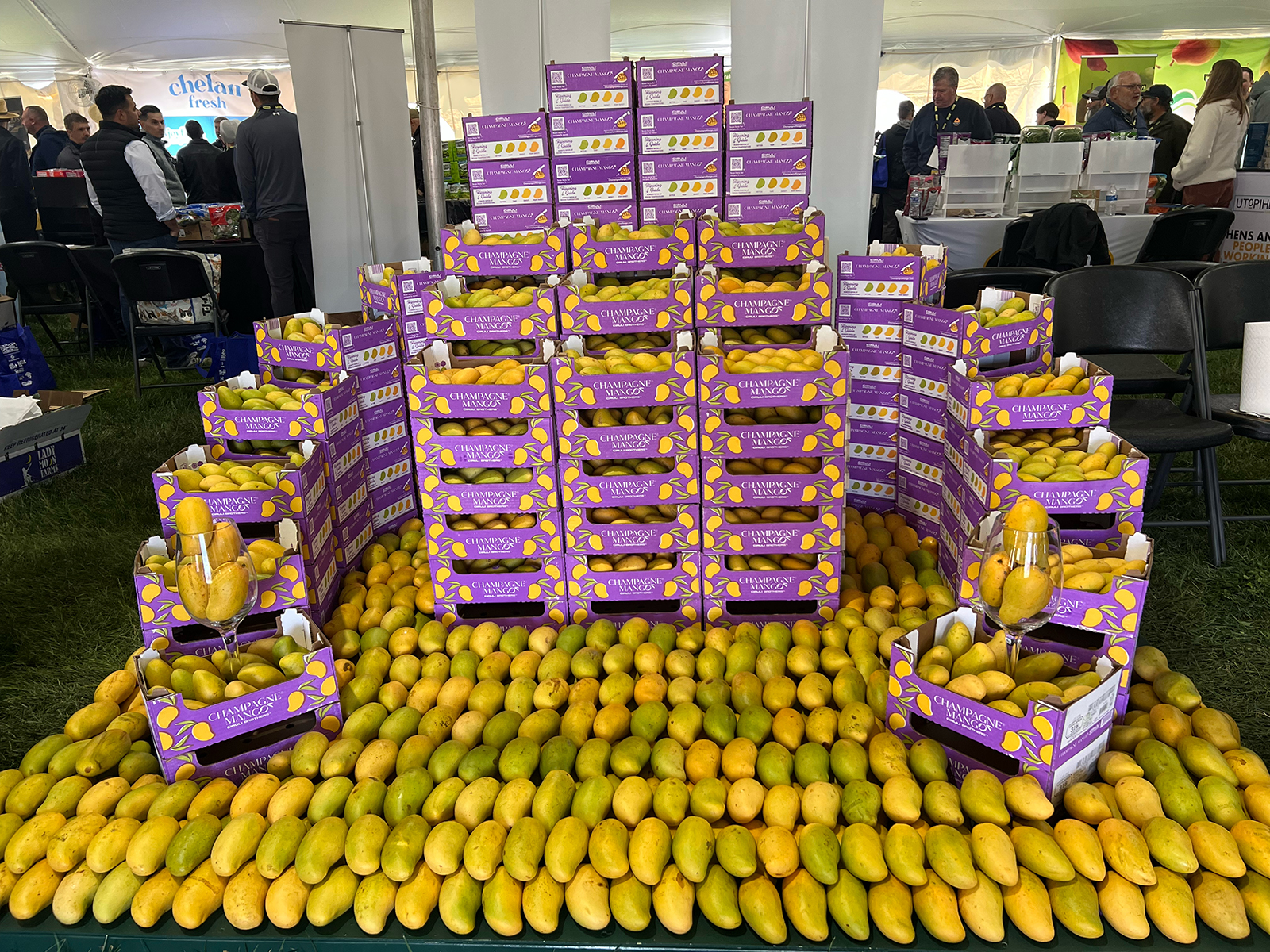 An impressive display of Champagne mangos from Ciruli Brothers.