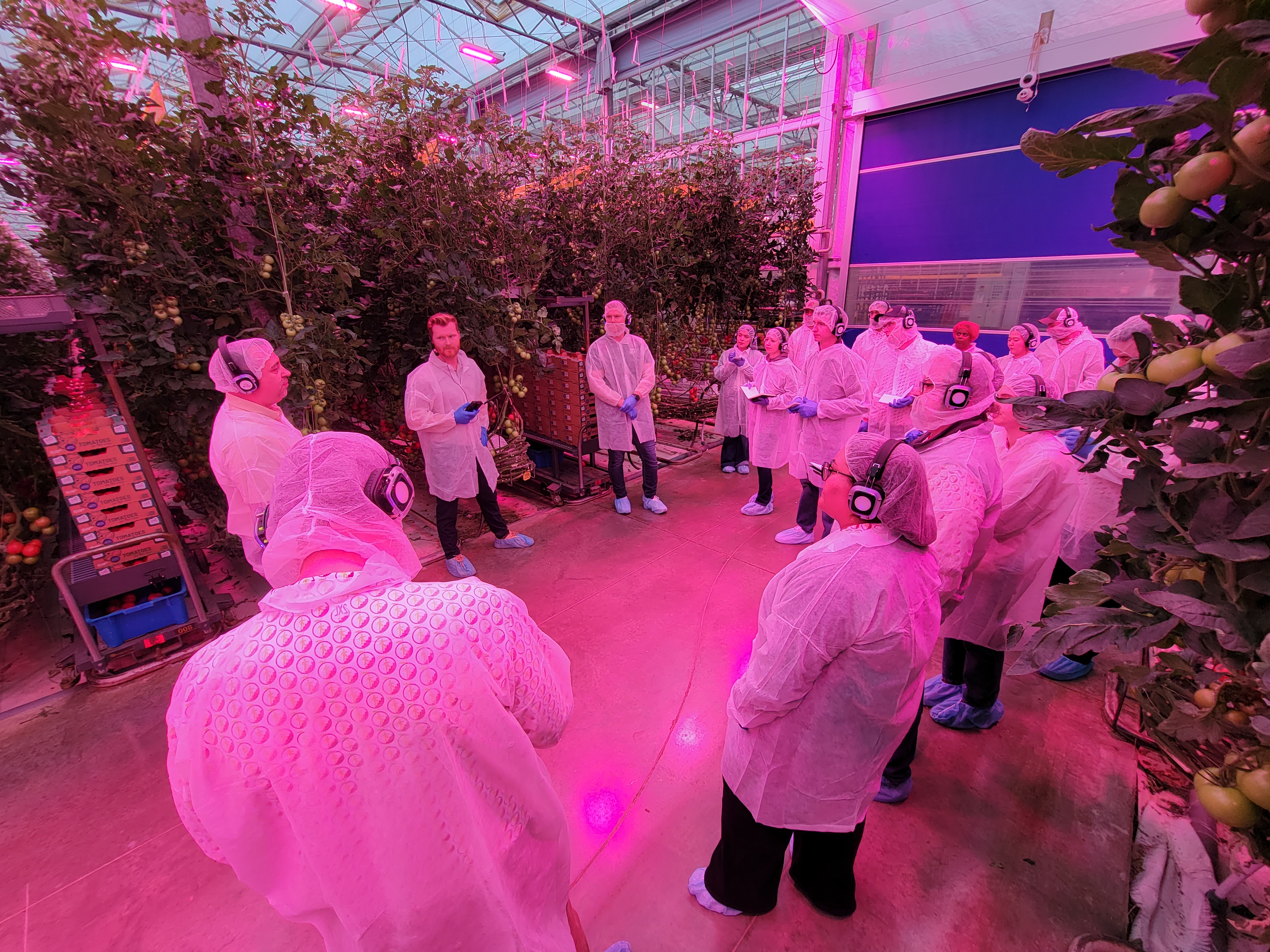Seeing innovation up close inside the greenhouse at Pure Flavor.