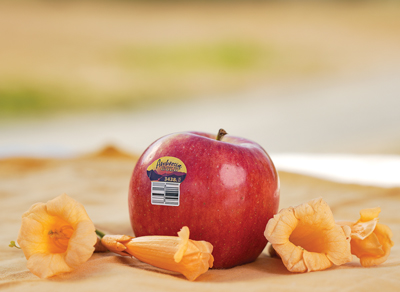 Ambrosia apple