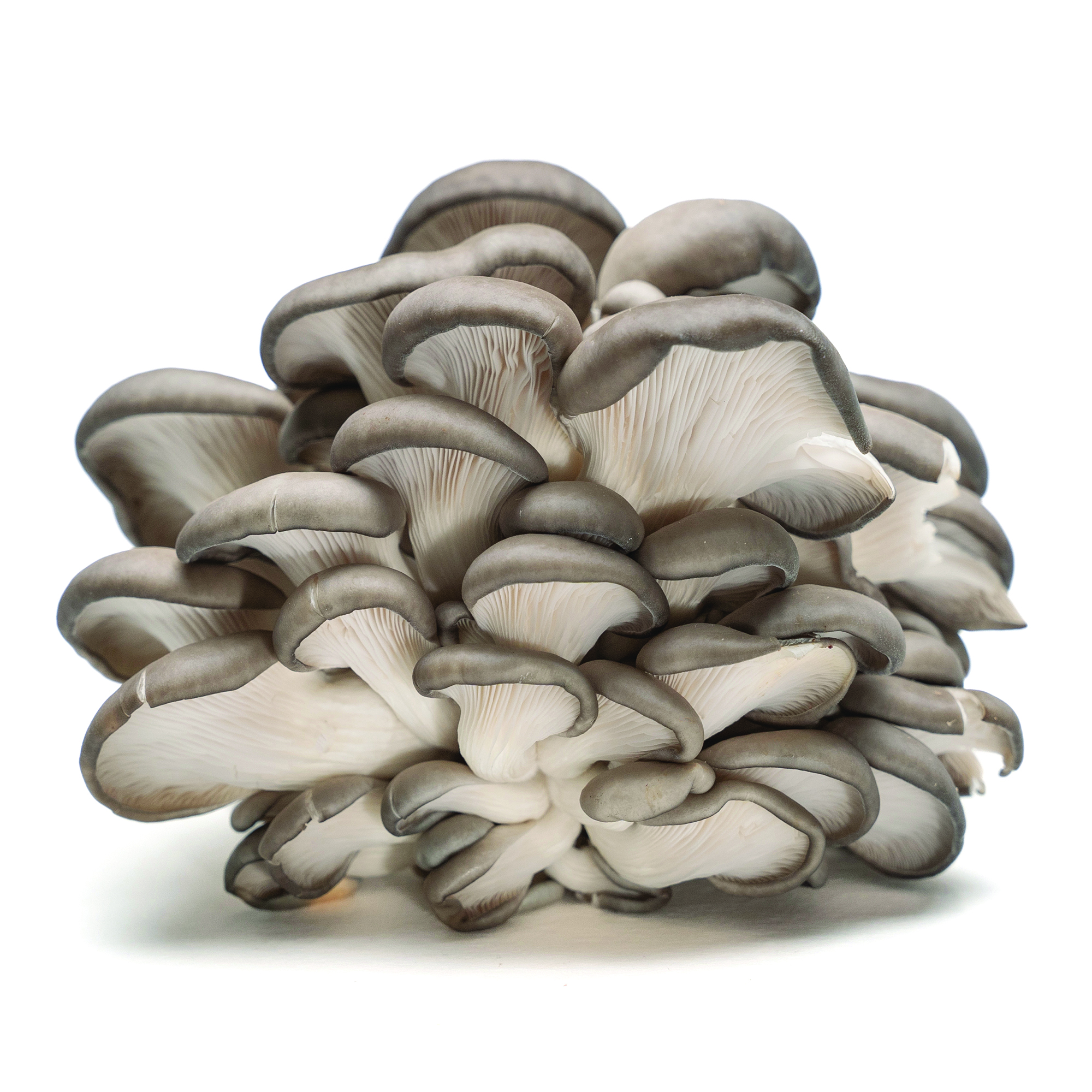 oyster