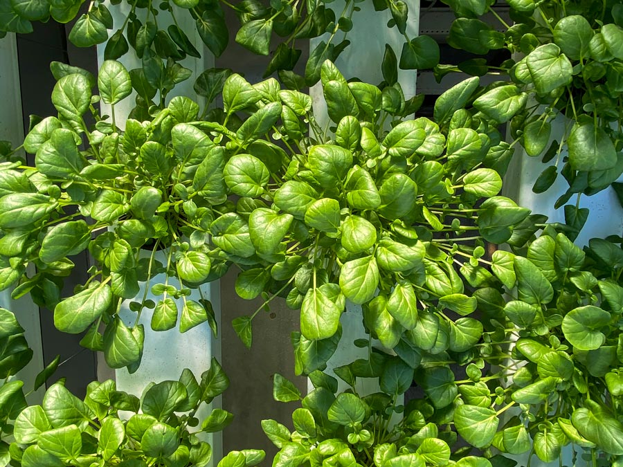 cress