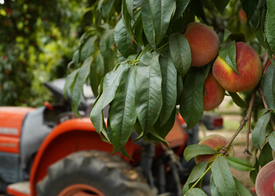 peach tree