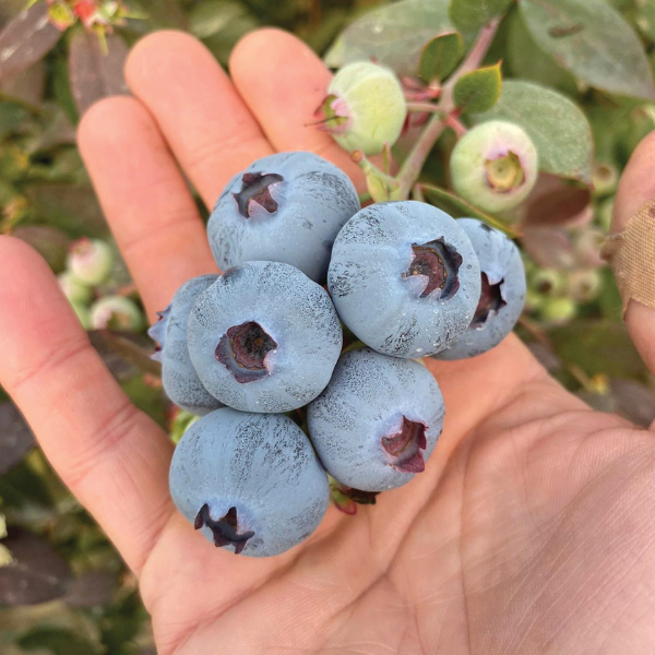 blueberries