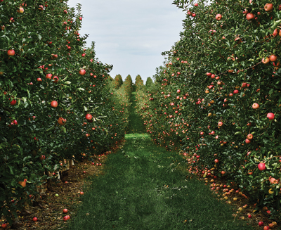 apples
