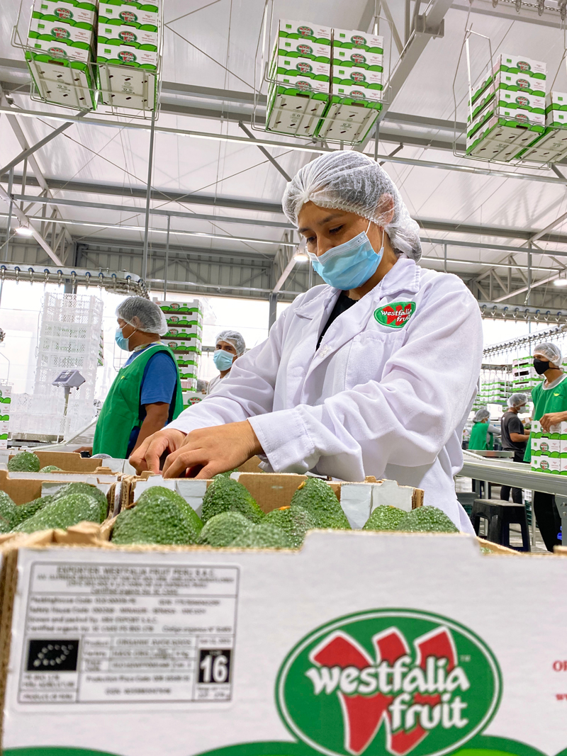 woman packing avocados in a box