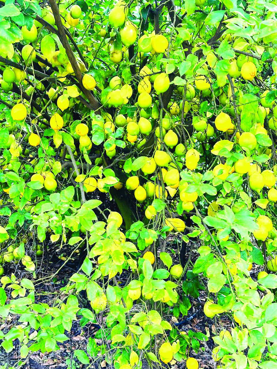 salix