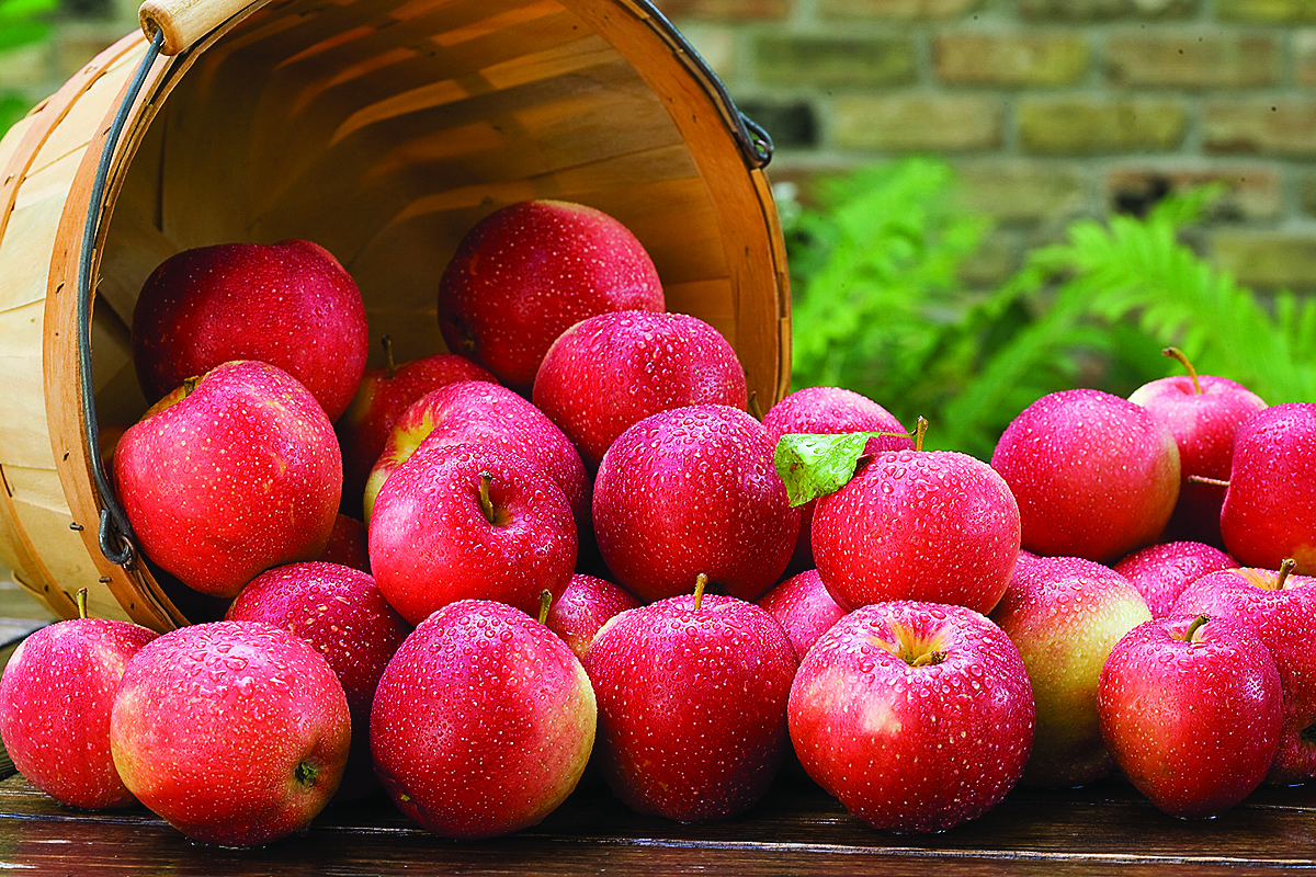 apples