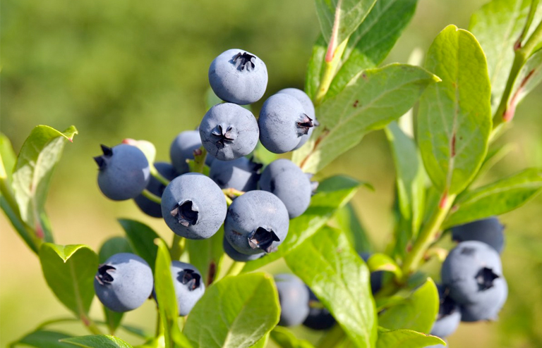 berries
