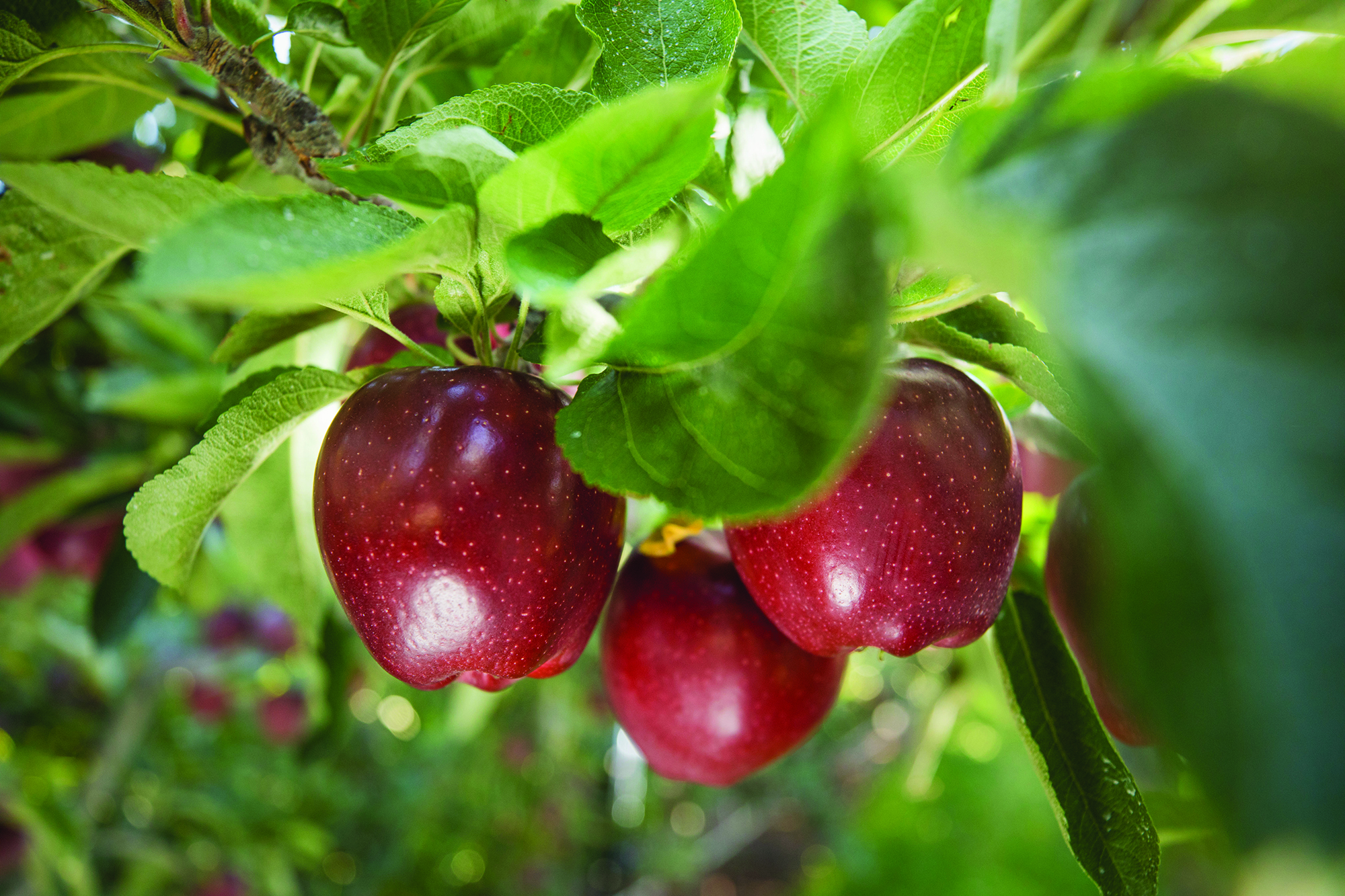 apples