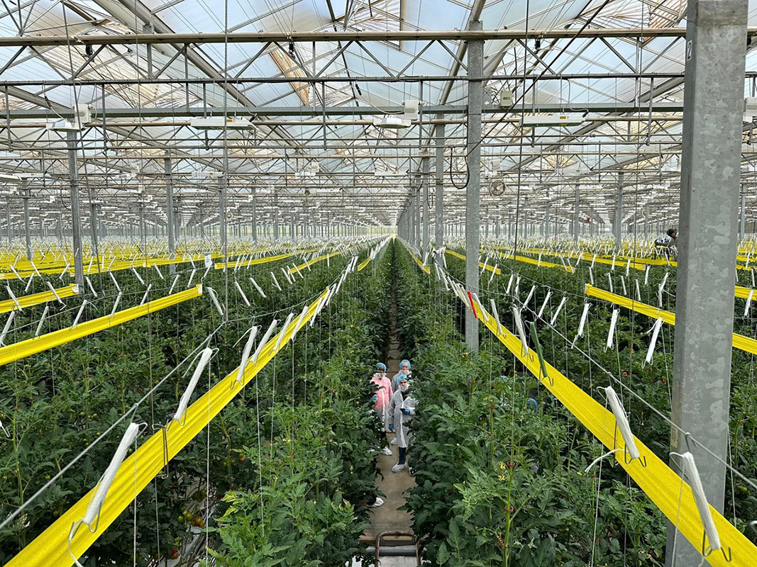 In the greenhouse at Pure Flavor.
