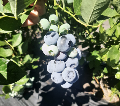 berries