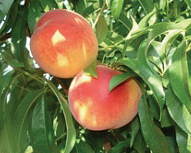 peach
