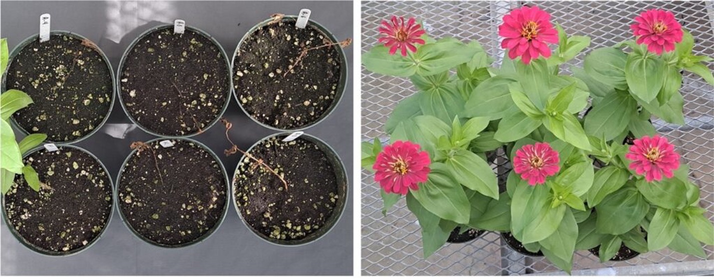 zinnia