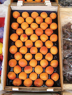 Apricots-LA-