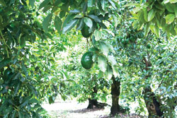 Avocadogrove1