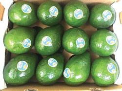 Carton-of-Desbry-Green-Skin-Avocados