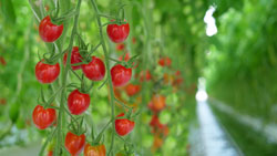 PF-TheProduceNews-Greenhouse Update-4-27June2019