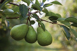 Pear-Photo-1