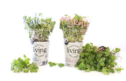 Potted-Microgreens