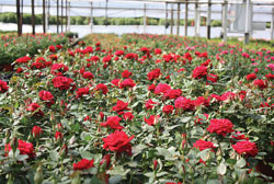 RoseMonth1