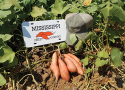 Sweet-potato-pics-sept-2012