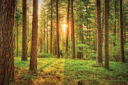 arbor-day-675949