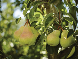 bartlett-pears