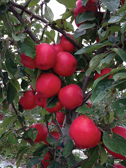 NY-apple-sales