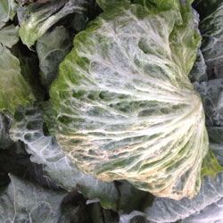 westerncrop
