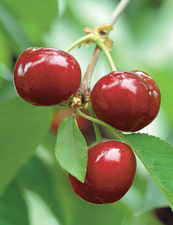 chileancherries