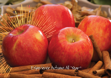 Autumn-Glory-in-all-its-glory