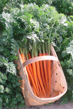CurryCarrotExpansion