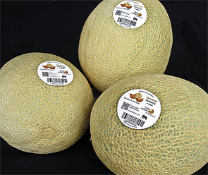 SunAmericaHarvestMark1