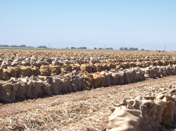 LM-Onion-Harvest