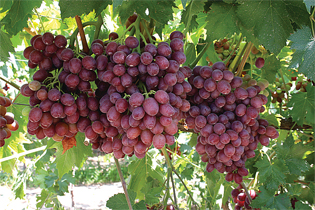 028-CalGrapes-Crop-SweetSca