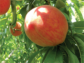 sentry-closeup