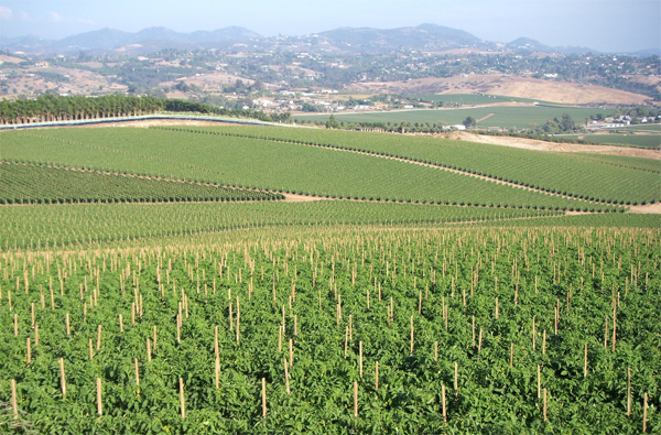 Field-3