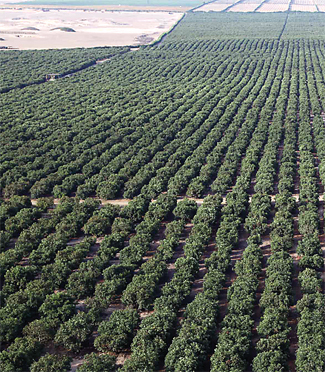 030-GlobalAvo-PAC-Groves