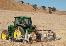 Garlic-Crop-harvest-copy
