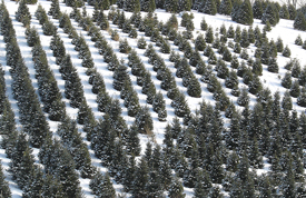 TREE-FARM