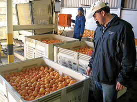 clementines