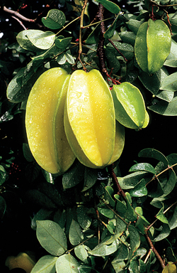 starfruit
