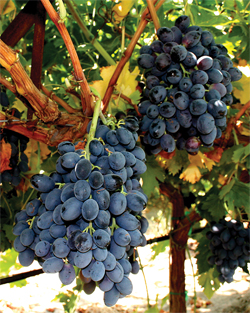 017-FallFruit-Crop-Autumn-R