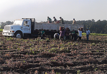 Sweet-Potato-Harvesting