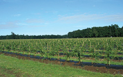 Blueberry-field-in-Chile