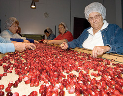 CranGrannies